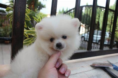Please feel free to contact as with any queries you have regarding adoption. LovelyPuppy: 20131023 Mini White Pomeranian Puppy