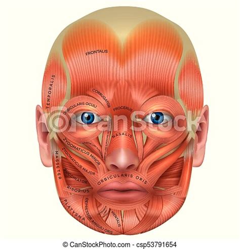 Muscle size and arrangement of muscle fascicles. Muscles Name / Name The Thigh Muscles Quiz By ...