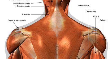 13 when these muscles and/or tendons are torn, it's called a rotator cuff injury. Striated Shoulder/Neck Muscles In Humans : Shoulder Muscle ...