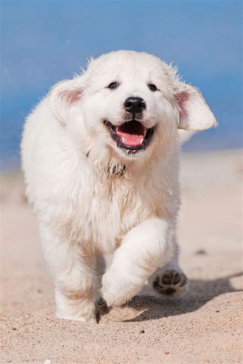 We raise the ultimate english cream golden retrievers. Happy golden retriever puppy runs on the beach # ...