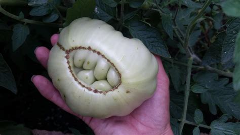 On average, horses have these teeth may be apparent when the foal is born. This tomato looks like It has teeth. : mildlyinteresting