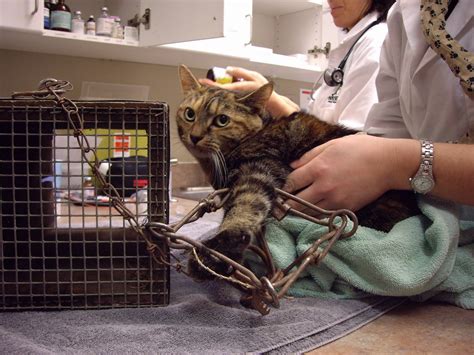 They like to hide under beds and beneath sofas, places most humans feel downright claustrophobic hanging out. How do pets keep getting caught and killed in fur traps ...