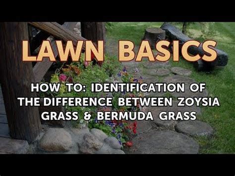 Zoysiagrasses are warm season grasses native to china, japan and other parts of southeast asia. How to: Identification of the Difference Between Zoysia Grass & Bermuda Grass - YouTube