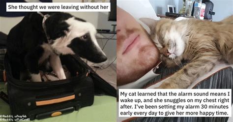 Can a company refuse to give you your 401k. These 13 Pets Refuse to Spend One More Night Without Their ...