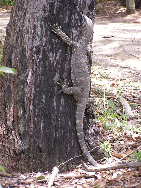 Le varan de komodo, l'un des plus grands lézards actuels ; varan - définition - C'est quoi