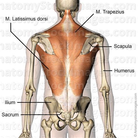 The intrinsic back muscles, which are also called true back muscles. Anatomy Stock Images | torso-musculus-trapezius-latissimus ...