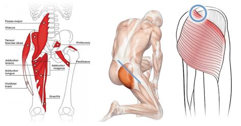 Knee extension and hip flexion. Pin on Health