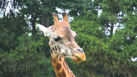 보통 그리스 신화에 나오는 12신이란 제우스 형제 6명과 제우스 자식 6명을 지칭한다고 함.(신화 정리 시기와 정리한 사람에 따라 변함). 서울대공원 동물원 - 기린 (Reticulated Giraffe) - YouTube