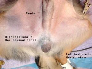 Testicular torsion and testicular cancer, so these individuals should be neutered to prevent problems later. Cryptorchid-with-Labels - Marshalswick Veterinary Surgery