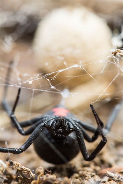 In the majority of cases a female spider kills and eats a male before, during, or after copulation. The Black Widow : spiders