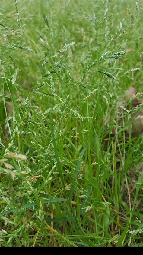 What happens when you quit smoking weed timeline quotes. Central Texas weed and how do I get rid of it safely??? : whatsthisplant