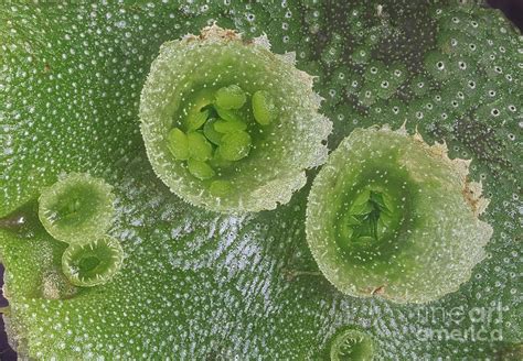 Marchantia polymorpha is a thallose liverwort which forms a rosette of flattened thalli with forked. Marchantia, Gemmae Cups Photograph by M. I. Walker