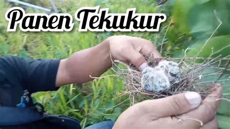 Untuk memperoleh kuesioner dengan hasil mantap adalah dengan proses uji coba. Proses Pengambilan anakan Burung Tekukur - YouTube