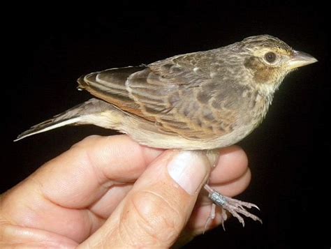 Sebaiknya anda cek beberapa koleksi foto burung branjangan berikut ini. Cara Membedakan Burung Branjangan Jantan Dan Betina ...