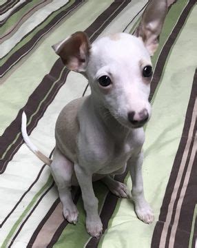 Contact mobile italian greyhound breeders near you using our free italian greyhound breeder search tool below! Italian Greyhound puppy for sale in BROOKLYN, NY. ADN ...