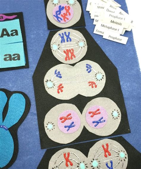 This occurs when the cells start separating from. Mitosis Meiosis felt board | Cell division felt set ...