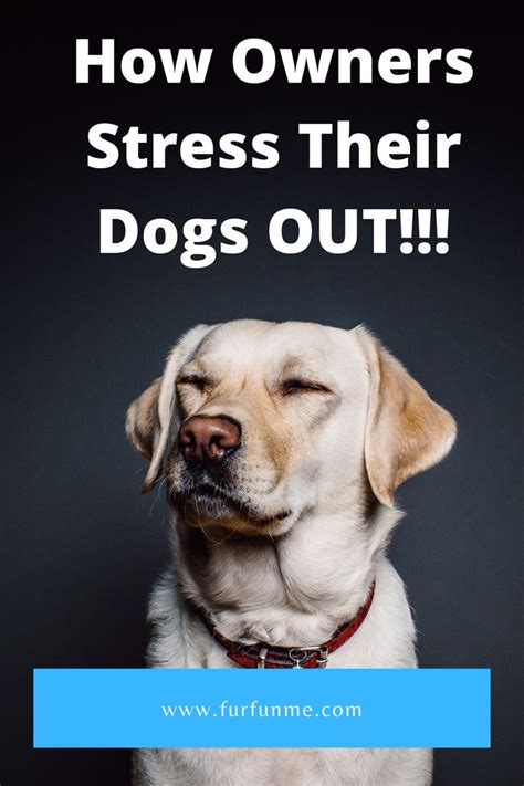 The following digestive and nutritional issues can signal cancer in dogs and cats:. Human Interactions That Stress Dogs Out. in 2020 | Dog ...