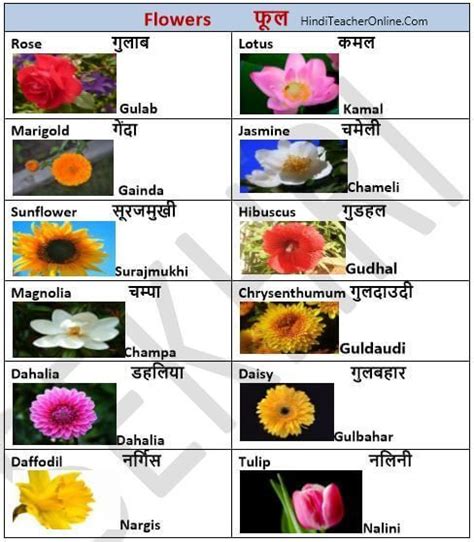 If you want to learn about all the fruits names in english and hindi by watching the video and here is the solution for this too. फूल-Flowers | Charts for kids, Flower names, Flower chart