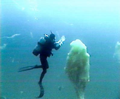 These creatures came to the point. Invasion of the giant blobs of "sea mucus" | Boing Boing