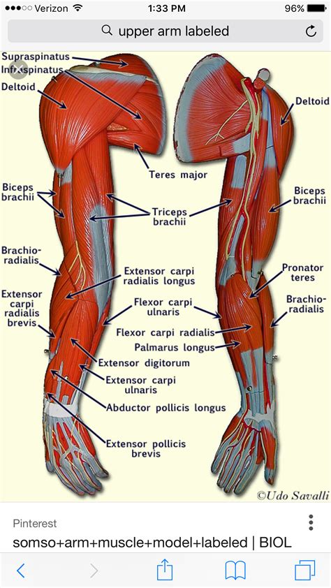 Muscles help us to move our body parts. Pin by Anne Beverly on Anatomy (With images) | Body ...