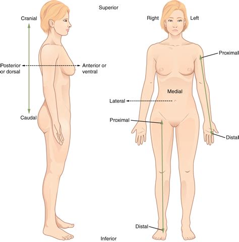 You can set your browser to block or alert you about these cookies, but some parts of the site will not then work. Anatomical Terminology · Anatomy and Physiology