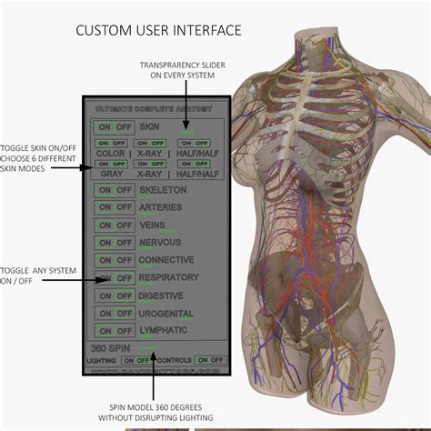 Anatomy of the human neck and torso. Female Torso Anatomy Diagram - Internal Organs Of The ...