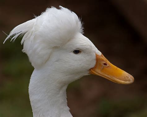 Find bird supplies online store with the latest funny large or small bird toys, mirrors, play stands & perches. Puffy haired duck by SnowPoring on DeviantArt