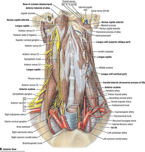 Anterior muscles of the neck. Duke Anatomy - Lab 21: Neck & Carotid Sheath