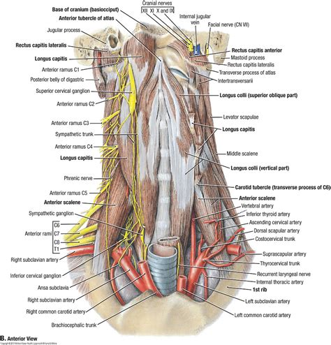 It is also flexible enough to prevent injury and a. Duke Anatomy - Lab 21: Neck & Carotid Sheath