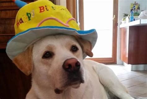 Ad idearla, nel 2004, è stata collen paige, esperta di animali domestici. Giornata mondiale del cane: oltre ai "festeggiamenti", il ...