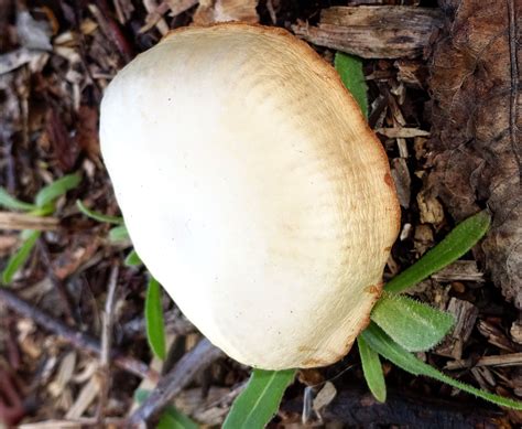 Hallöchen, wir haben leider pilze im garten! Pilz im Garten - Pilzbestimmung - 123Pilzforum