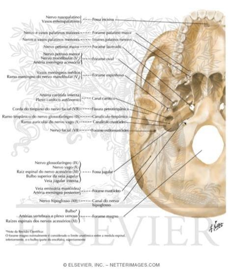 Foramen lacerum is an irregular opening located in the middle cranial fossa at the base of the skull. Foramina of Cranial Base: Inferior View | Plexus products, Base, Palatine