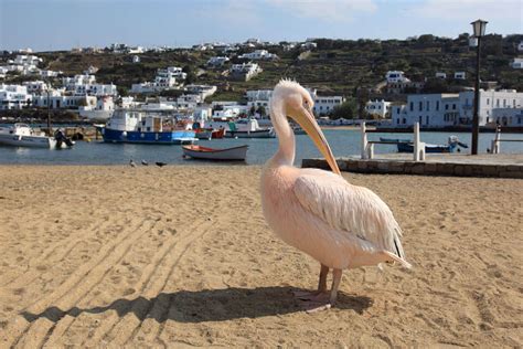 Alle hotels, sehenswürdigkeiten, strände und küsten in mykonos im vorfeld virtuell abfliegen. Mykonos: Die schönsten Sehenswürdigkeiten (+ Strände)