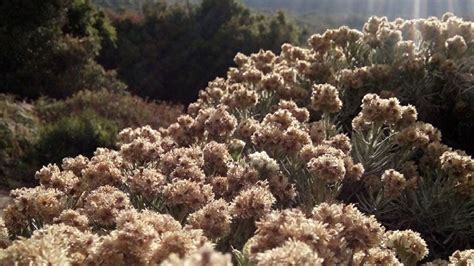 Nama latin bunga edelweiss jawa. Kenalan Lebih Dalam dengan Bunga Edelweis & Edelweis Jawa ...