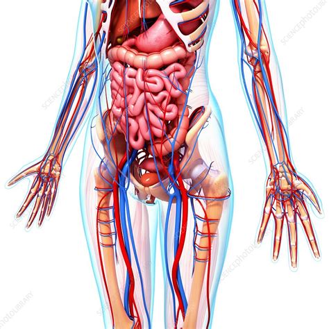 Bålens ytanatomy (superficial anatomy of the trunk). Female anatomy, artwork - Stock Image - F007/2076 ...