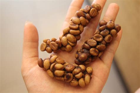 Check spelling or type a new query. The world's most expensive coffee is made from animal poop ...
