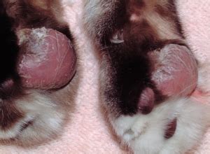 How to treat a wounded cat pad. Plasma Cell Pododermatitis in Lacey, WA | Dermatology ...
