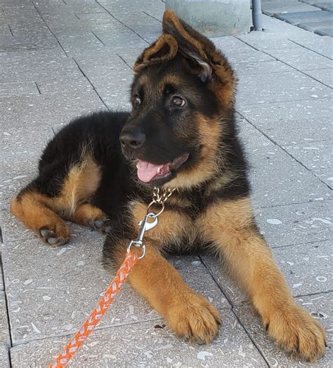 Solid black males are offered at $1500 and the black & tan is offered at $1300. Puppies for sale - German Shepherd, Black and Red German ...