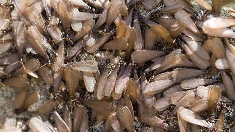 Here at chet's termite and pest management, we have discovered that these are some of the best methods of termite control in tampa and all of our pest control services are backed with the. Termite Treatment in Tampa Bay - JD Smith Pest Control