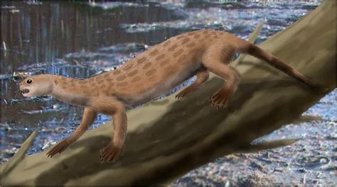 Oncorhynchus rastrosus, also known as smilodonichthys rastrosus, and sabertooth salmon, was a species of salmon that. 1000+ images about Prehistoric North America on Pinterest