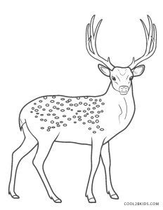 Let your little artist color the pages in with their colored pencils. Free Printable Deer Coloring Pages For Kids | Cool2bKids