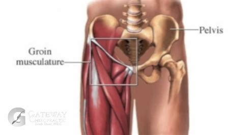 It extends up from there to the hip. Gateway Minute-Groin Strain - YouTube