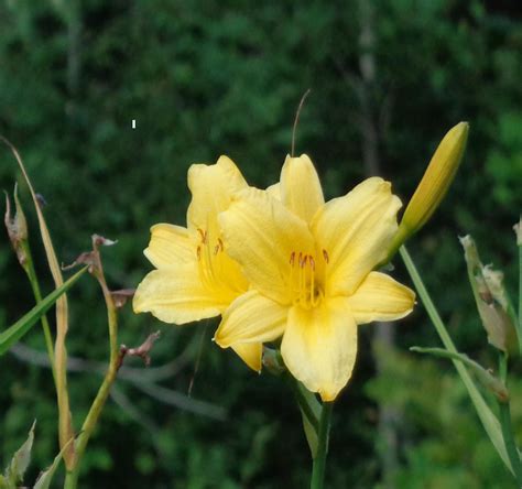 A true standout in any border or patio container.} daylily night embers. dj's daylilies: 2016 Plant List Photos H-O