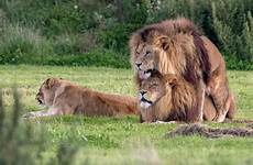 leones homosexuales omosessuali lions ser male possono teniendo essere mating hewan