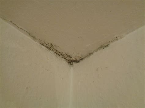 Wir zeigen, wie du schimmel richtig entfernst und was du tun kannst, um schimmel vorzubeugen. Schwarzer Schimmel an der Decke. Was kann ich jetzt tun ...
