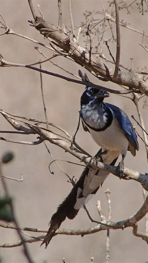 Maybe you would like to learn more about one of these? 04162013 263a Black-throated Magpie Jay - Calocitta collie ...
