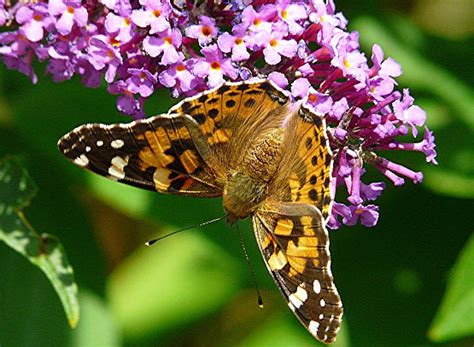 Check spelling or type a new query. September | Botanischer Garten Wuppertal