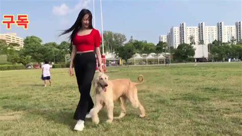 Maybe you would like to learn more about one of these? 샤샤(아프간하운드) 한강공원 잠원 산책 - YouTube