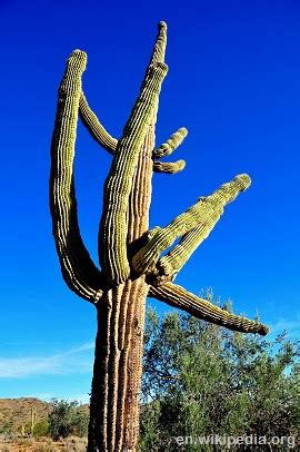 Cacti are hardy plants accustomed to harsh conditions and periods of neglect or no water. 9 Wild Edibles To Find In The Desert - The Prepper Dome