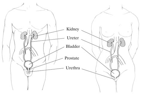 The system consist of the kidneys, ureters, bladder, and urethra. Urinary System Diagram Worksheet Sketch Coloring Page